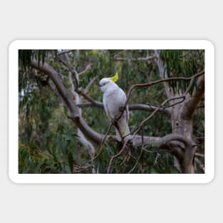 Cockatoo in the Treetops of Australia Sticker